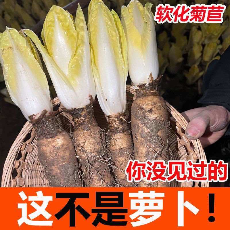 菊苣金玉兰菜根