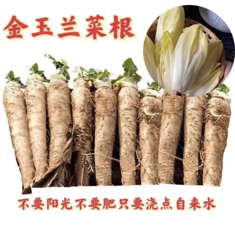 菊苣金玉兰菜根