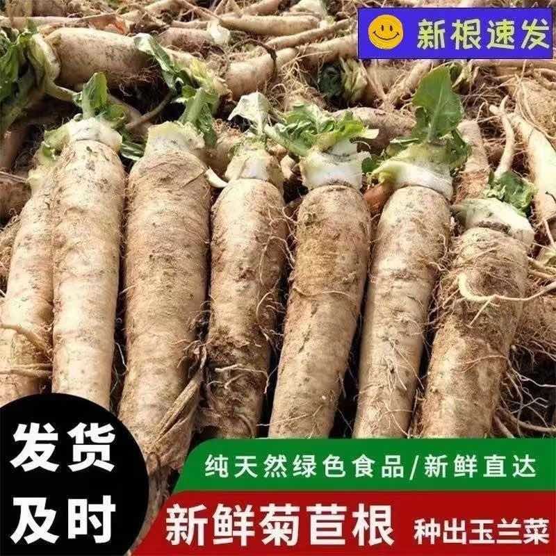菊苣金玉兰菜根