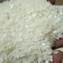 自然水小粒香大米大量现货