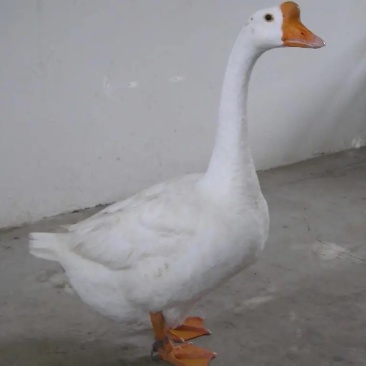 肉鹅