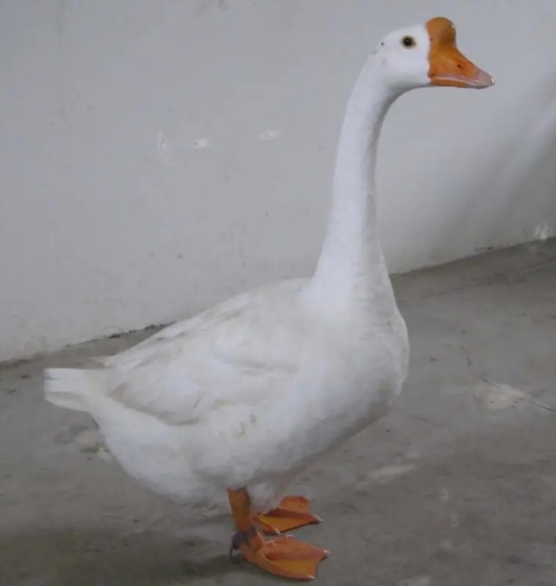 肉鹅