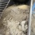 发酵保鲜豆渣