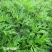 艾草