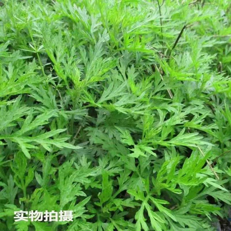 艾草