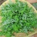 艾草