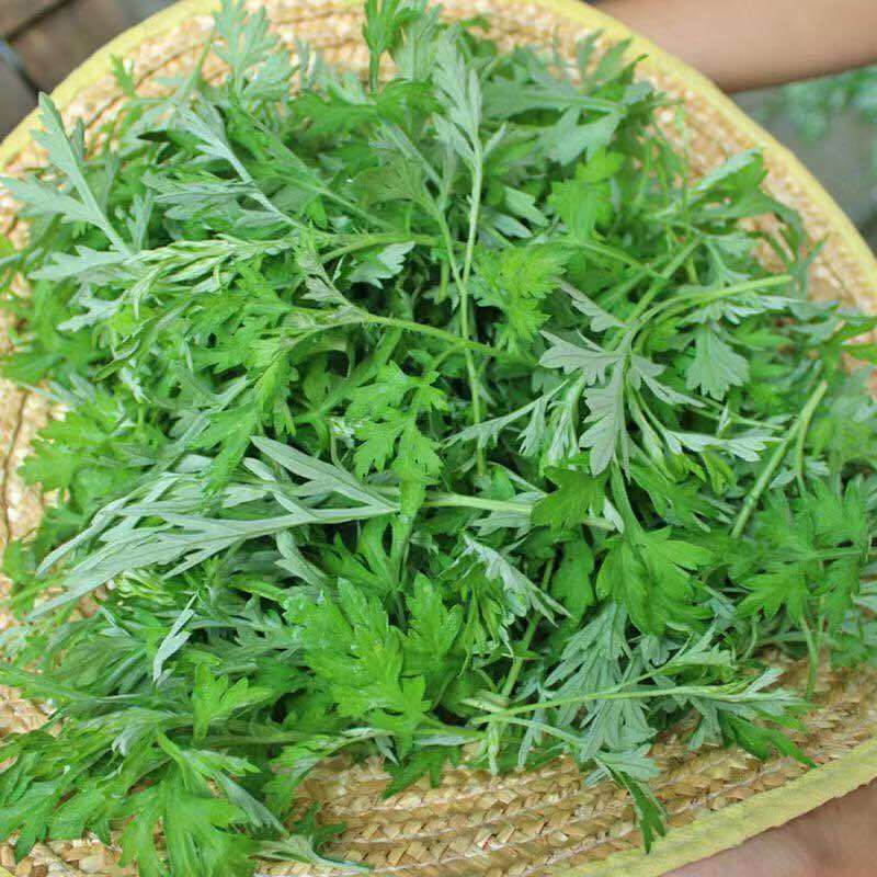 艾草