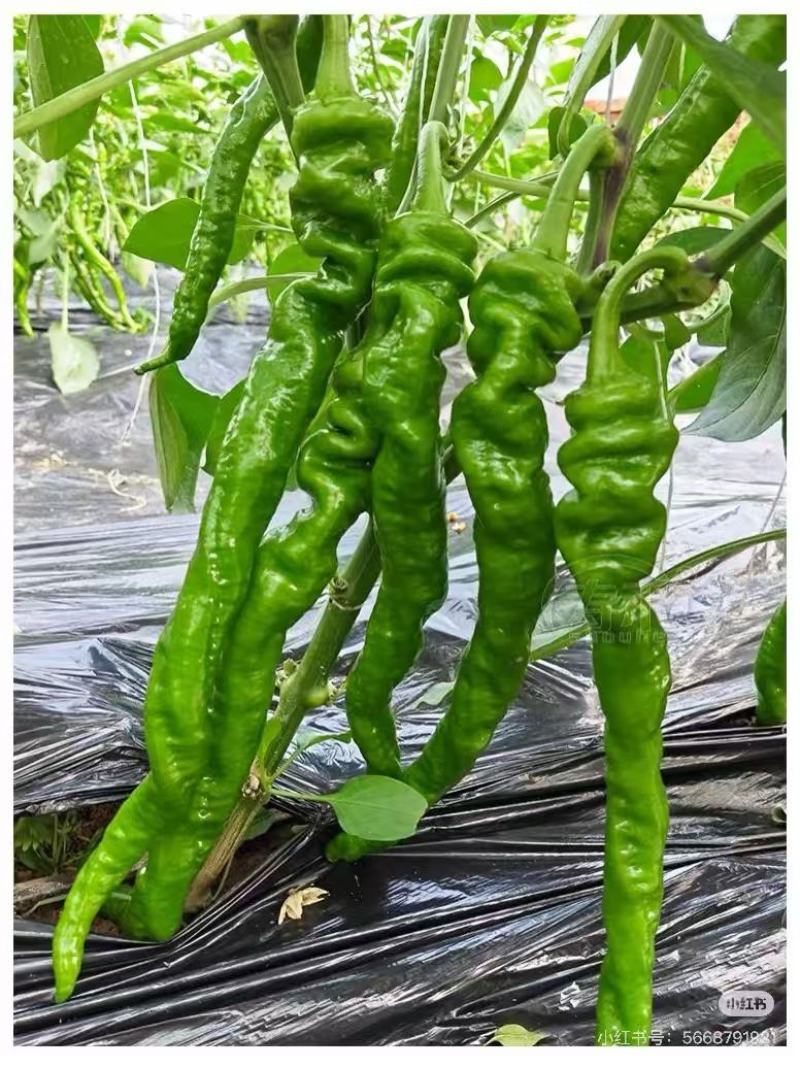 精品鲜辣椒螺丝椒产地直发一手货源品质保证价格优惠欢迎咨询