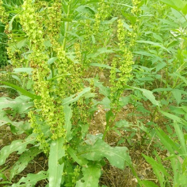 野生土大黄