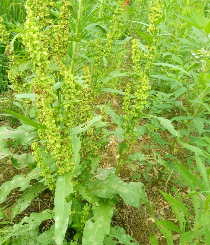野生土大黄