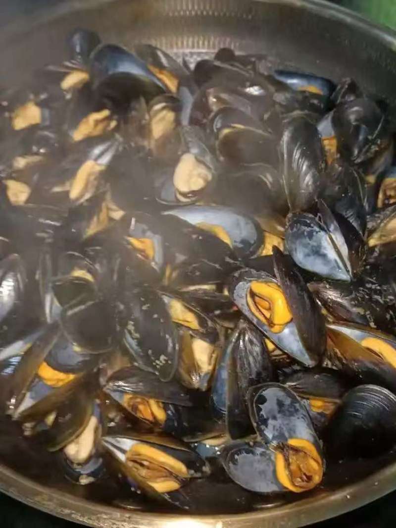 日照海虹，贻贝，青口贝