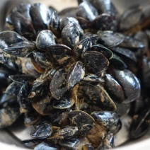 日照海虹，贻贝，青口贝