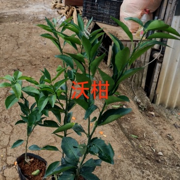 杯苗:(沃柑，金秋沙糖橘，脆蜜金桔，川津5号)