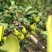 连翘苗