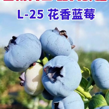 云南澄江蓝莓