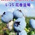 云南澄江蓝莓