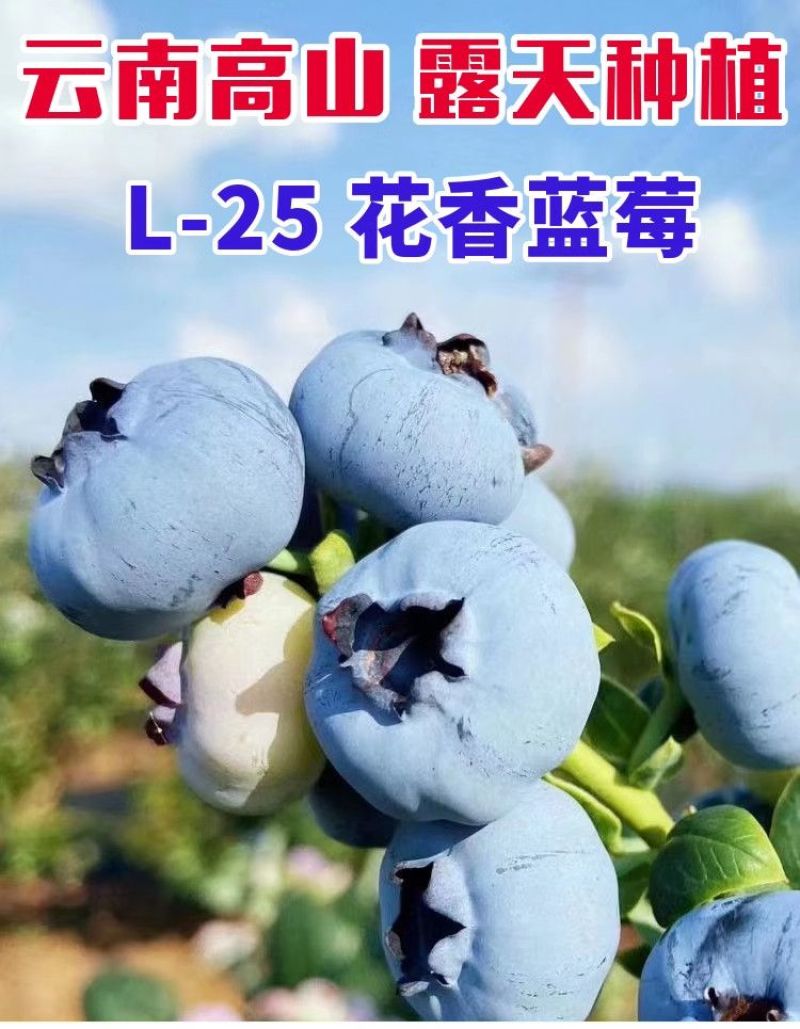 云南澄江蓝莓