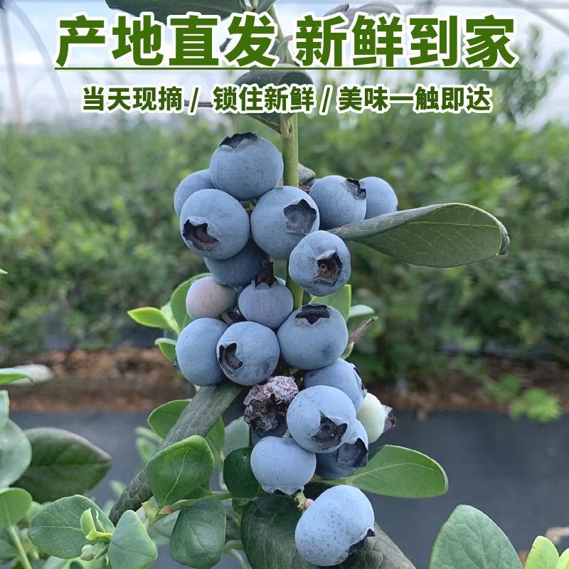 云南澄江蓝莓