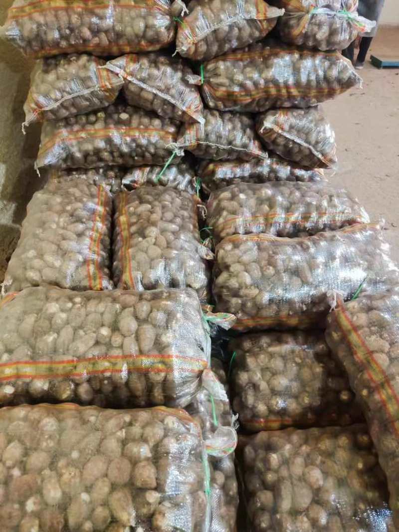 山东芋头产地直销货源充足8520毛芋头牛奶芋头芋头种产量高