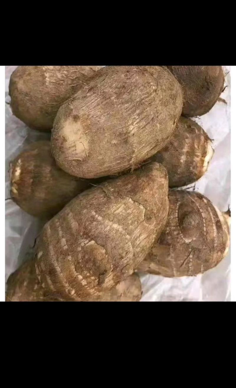 山东芋头产地直销货源充足8520毛芋头牛奶芋头芋头种产量高