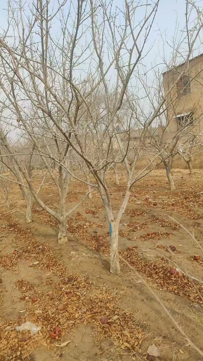 石榴树