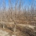 石榴树