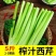榨汁西芹一件代发泡沫箱+保温袋防冻5斤一件