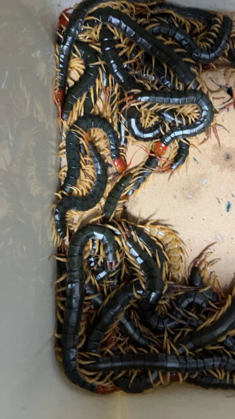 活体红头蜈蚣药食同源种苗大量提供