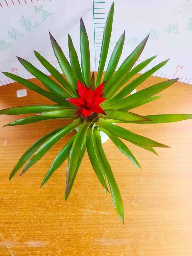 鸿运当头盆栽带花小红星办公室开红花好养花卉红掌凤梨吸甲醛绿植