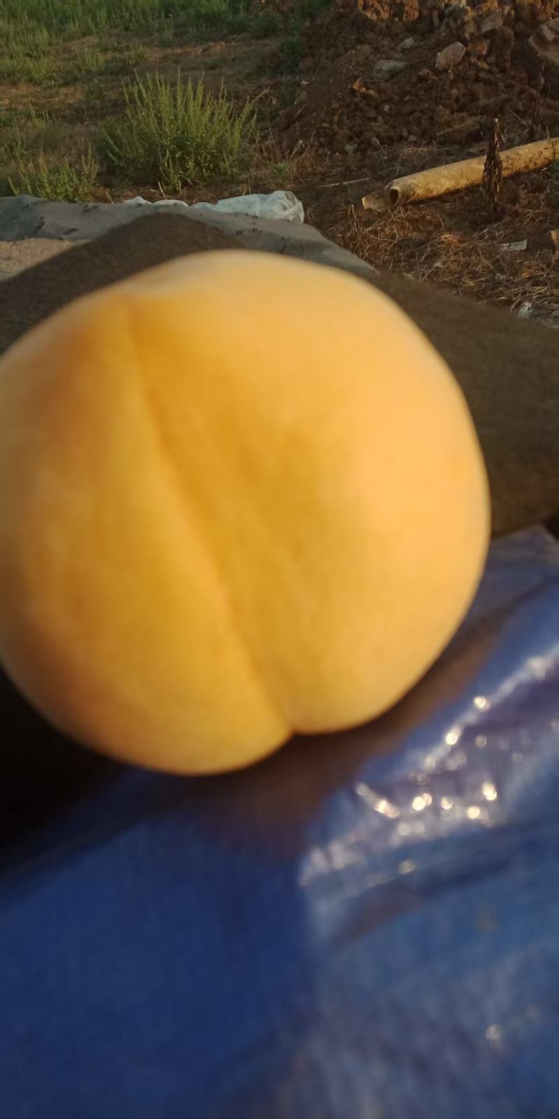 早熟黄桃蟠桃树