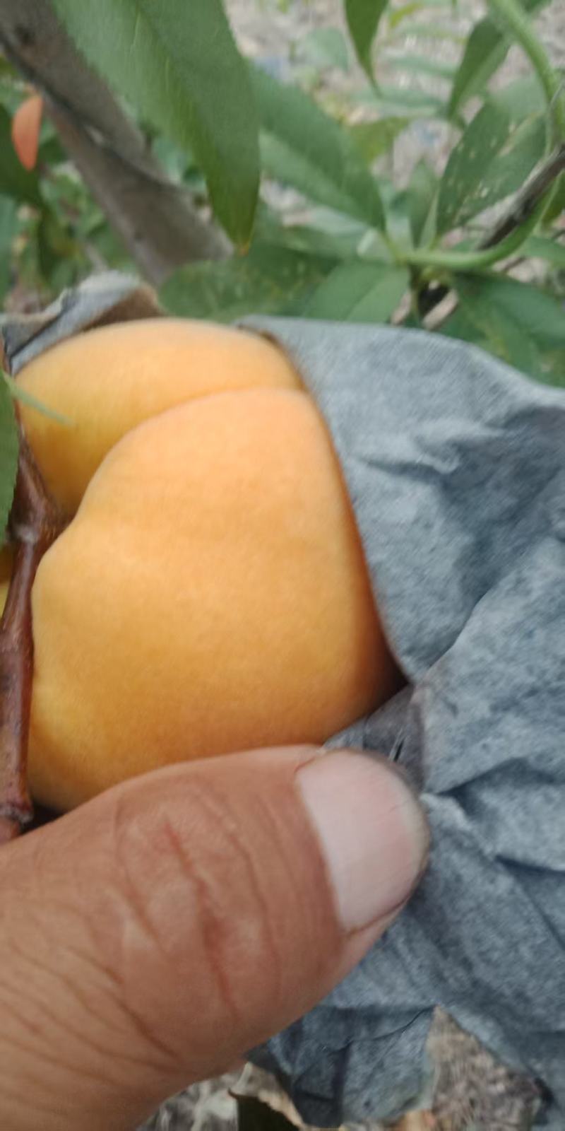 早熟黄桃蟠桃树
