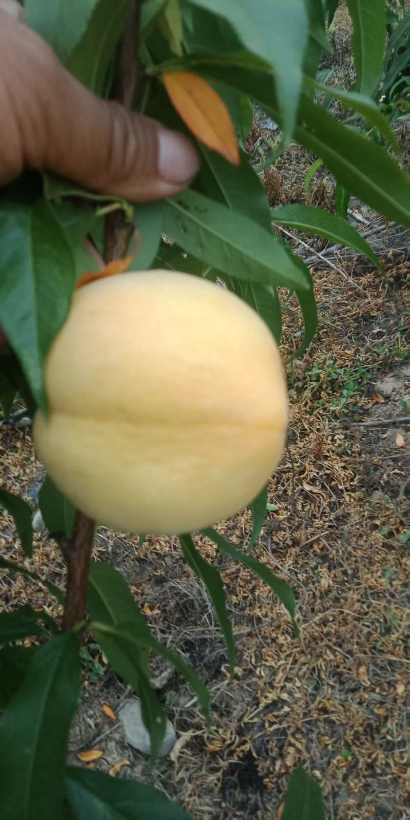 早熟黄桃蟠桃树