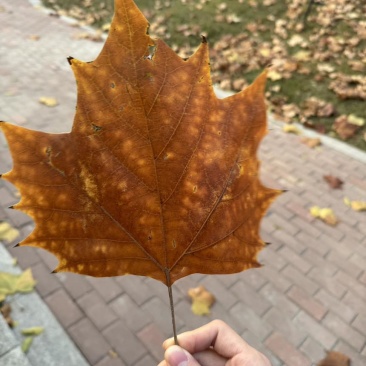 枫叶(＾-＾)🍁不要给我打电话不要给我打电话