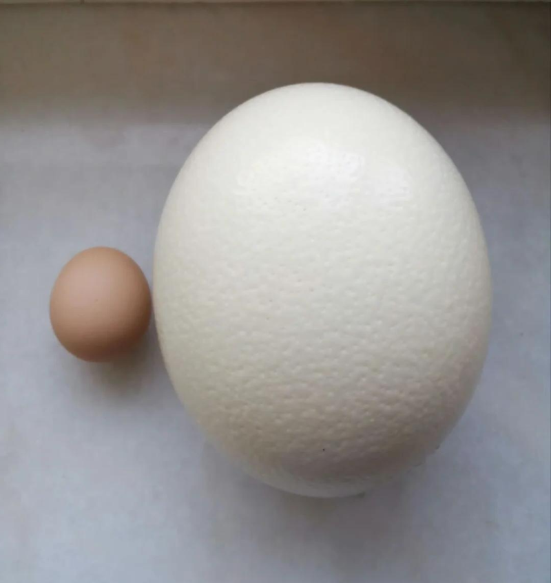鸵鸟蛋