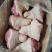 肥猪带拐后肘5-6个河北