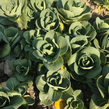 太湖菜
