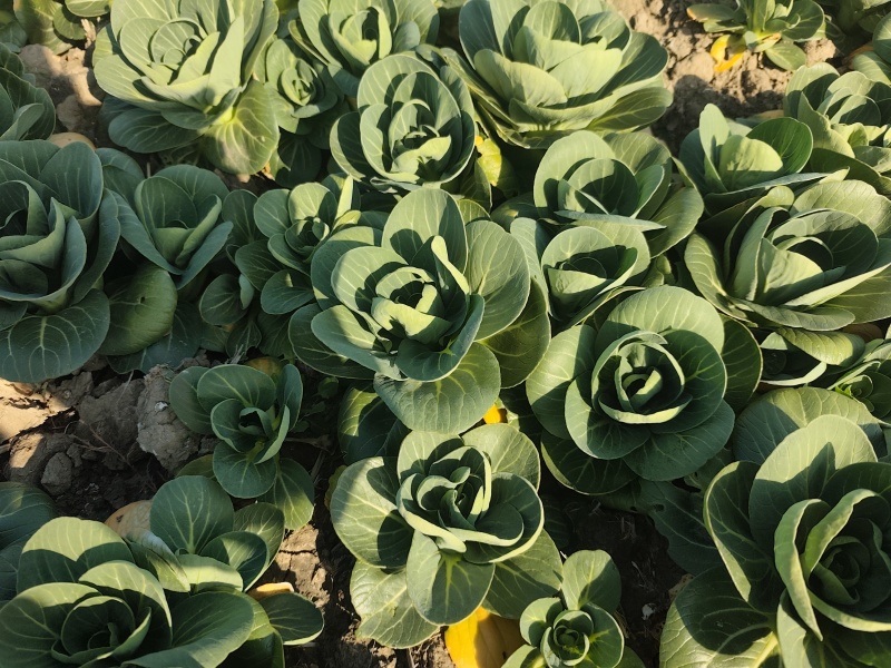 太湖菜