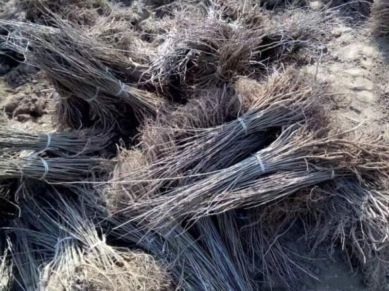 紫穗槐小苗