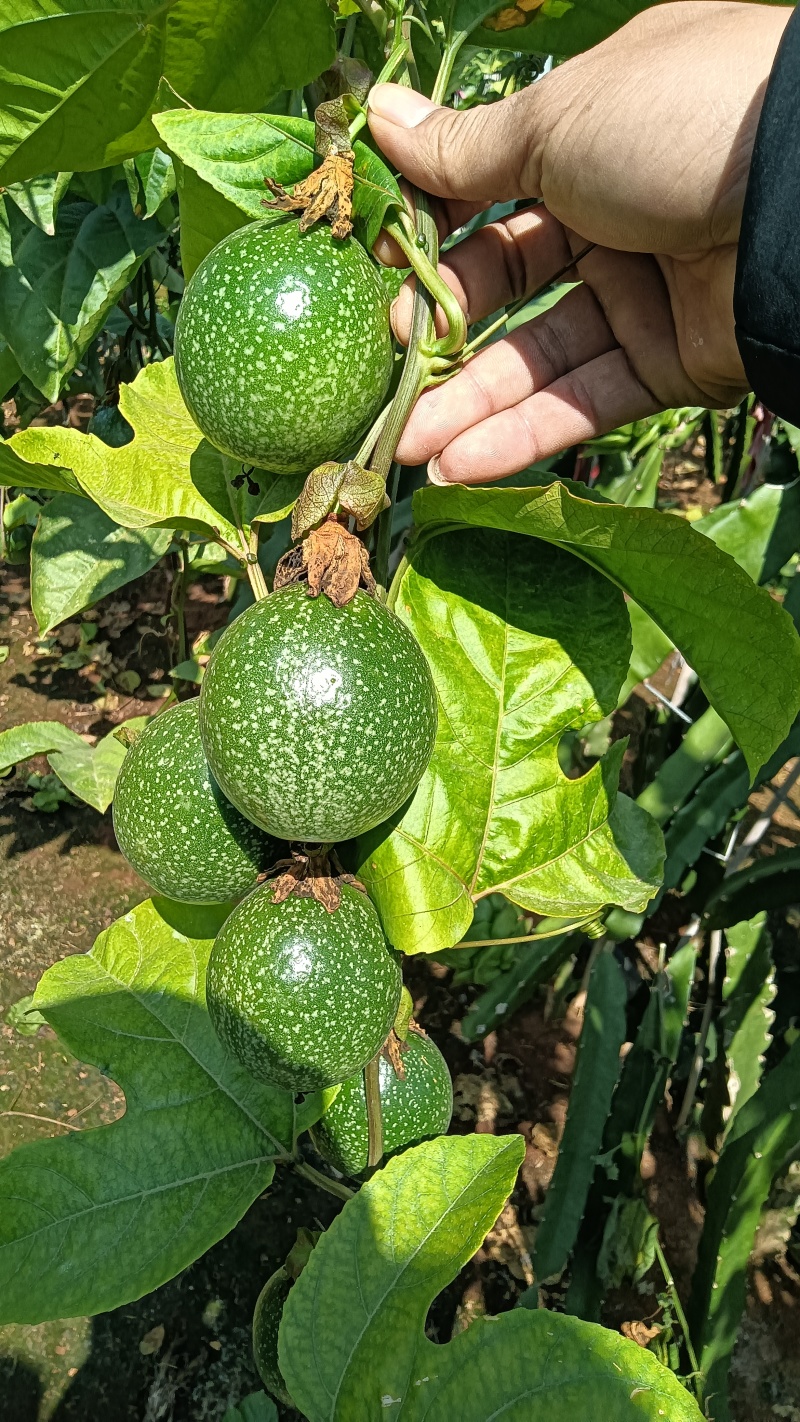广东省湛江市硇洲岛百香果