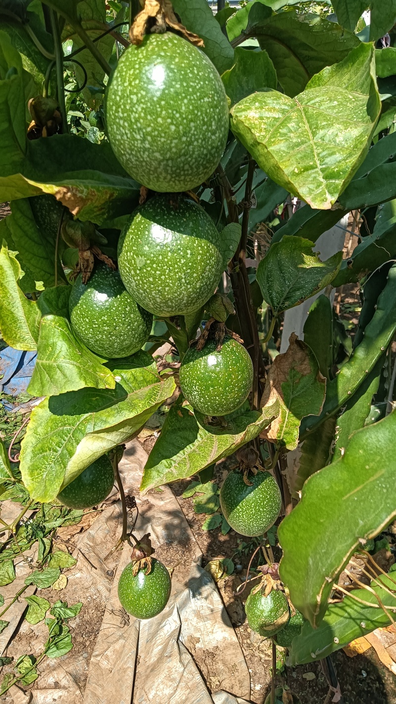 广东省湛江市硇洲岛百香果