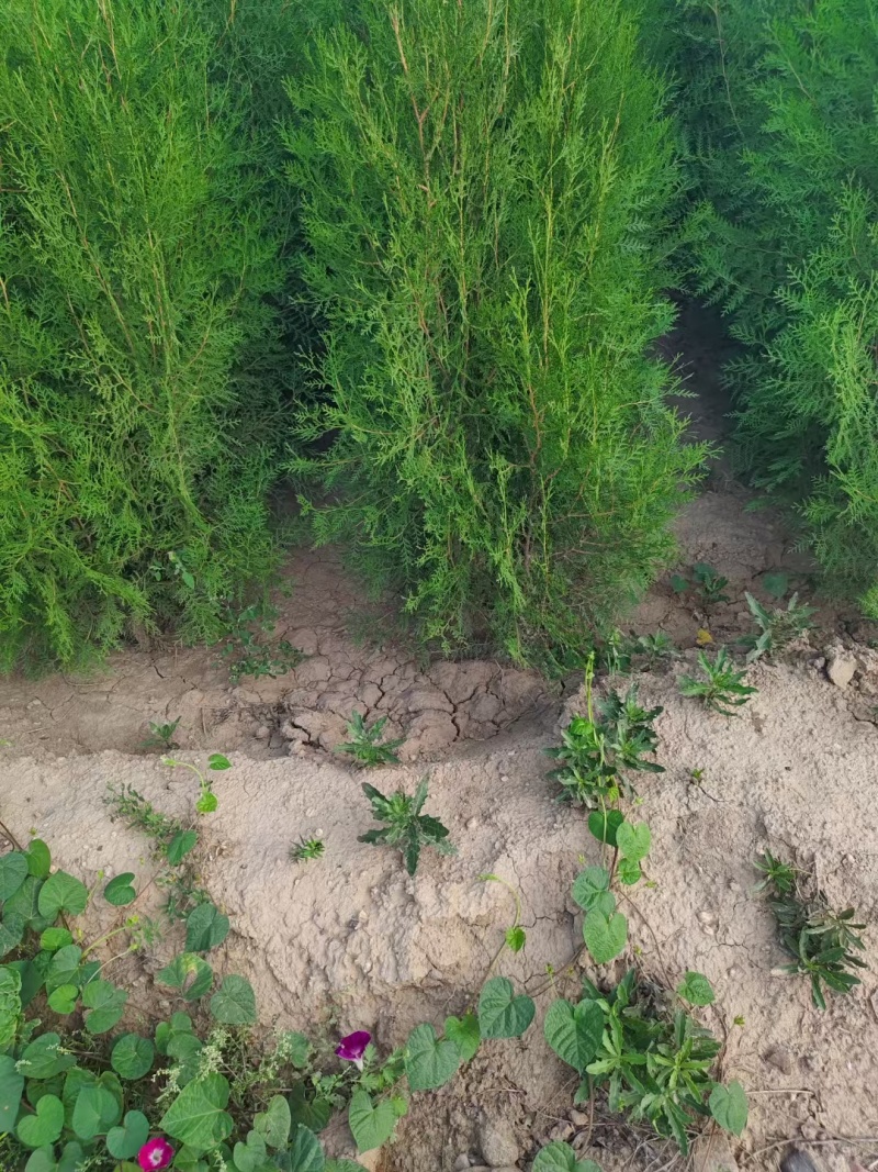 杯苗侧柏，山西运城营养杯侧柏！