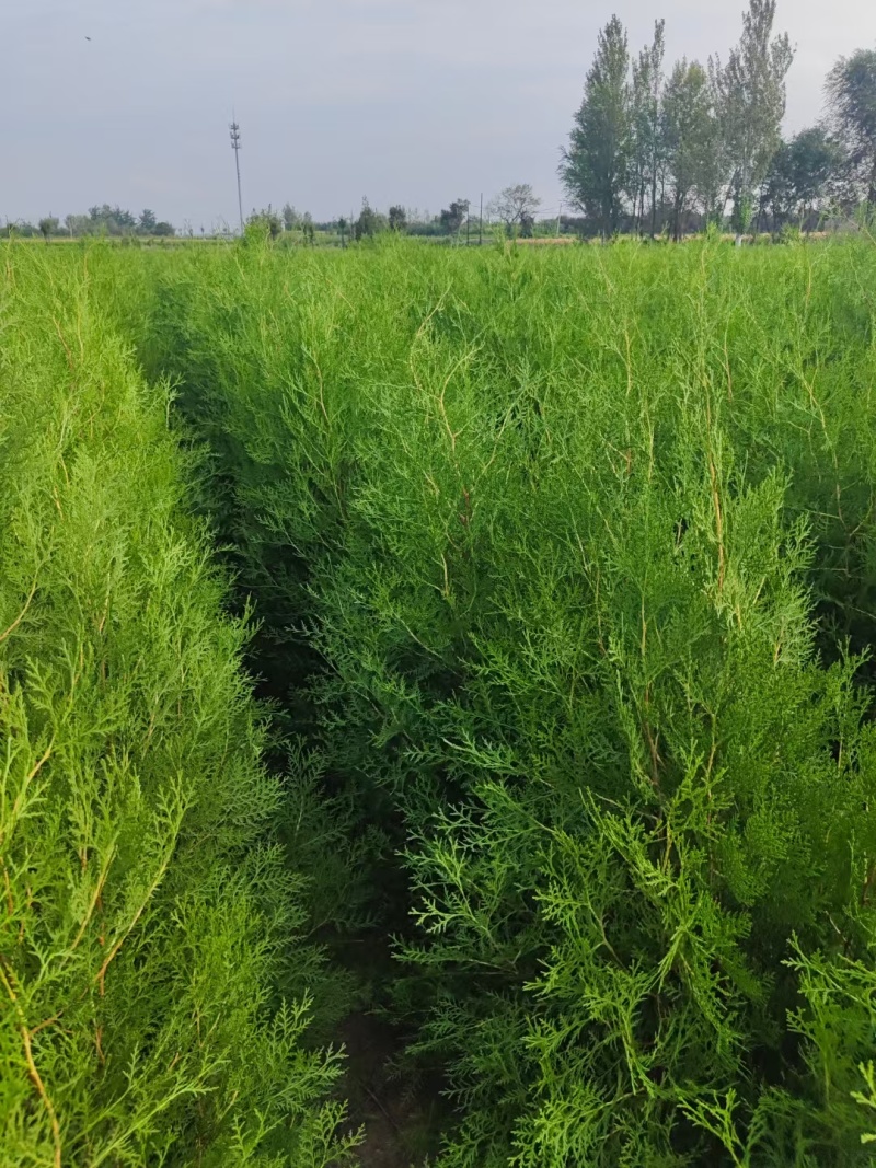 杯苗侧柏，山西运城营养杯侧柏！