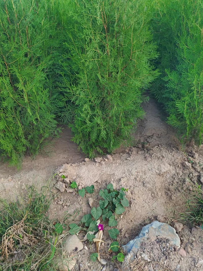 杯苗侧柏，山西运城营养杯侧柏！