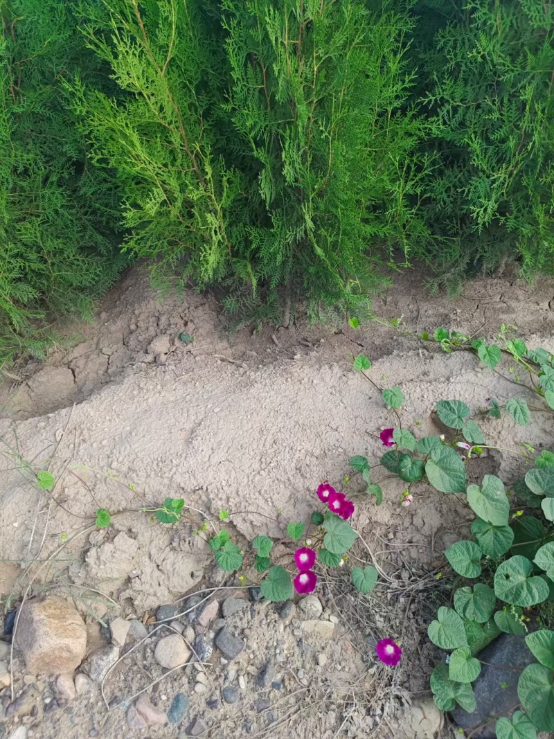 杯苗侧柏，山西运城营养杯侧柏！
