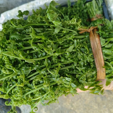 新鲜水蕨菜招募销售合作伙伴
