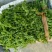 新鲜水蕨菜招募销售合作伙伴