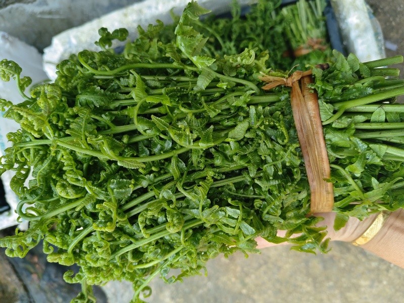 新鲜水蕨菜招募销售合作伙伴