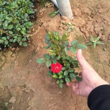 钻石玫瑰