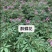 醉碟花