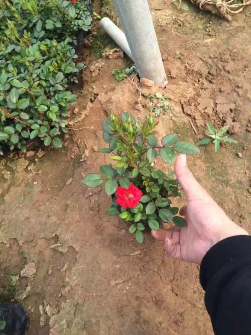 钻石玫瑰